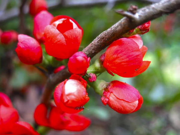 Japanische Quitte Blüht Rot Garten — Stockfoto