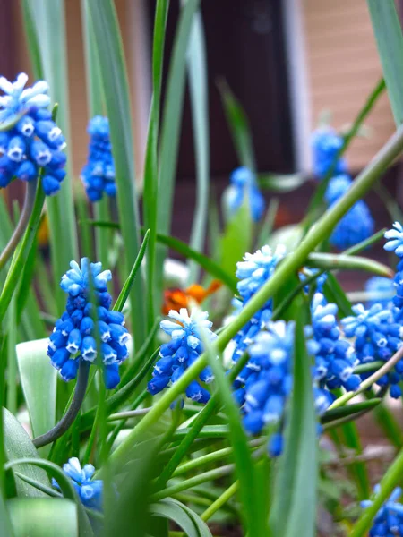 Kis Kék Muscari Virágok Virágoznak Tavasszal — Stock Fotó