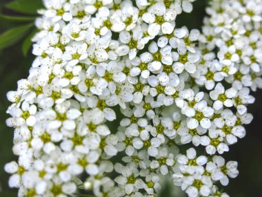 spirea çalısı çiçek açar bahçede küçük beyaz çiçeklerle