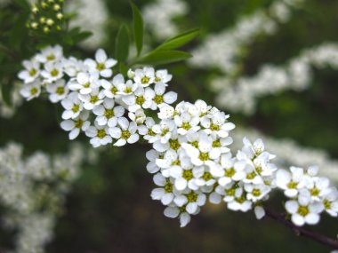 spirea çalısı çiçek açar bahçede küçük beyaz çiçeklerle