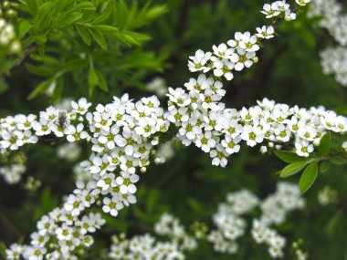 spirea çalısı çiçek açar bahçede küçük beyaz çiçeklerle
