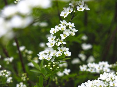 spirea çalısı çiçek açar bahçede küçük beyaz çiçeklerle