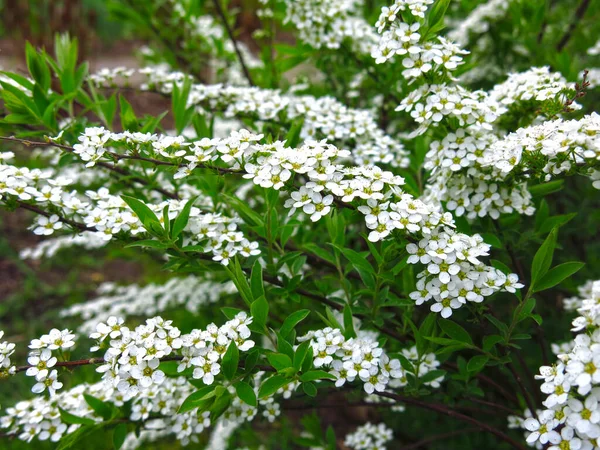 Arbusto Spirea Floresce Jardim Com Pequenas Flores Brancas — Fotografia de Stock