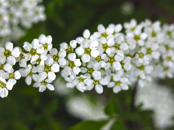 Spiräenstrauch Blüht Garten Mit Kleinen Weißen Blüten — Stockfoto