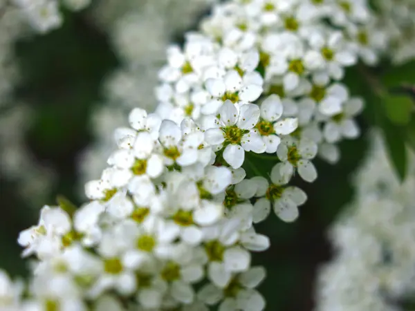 Spiräenstrauch Blüht Garten Mit Kleinen Weißen Blüten — Stockfoto