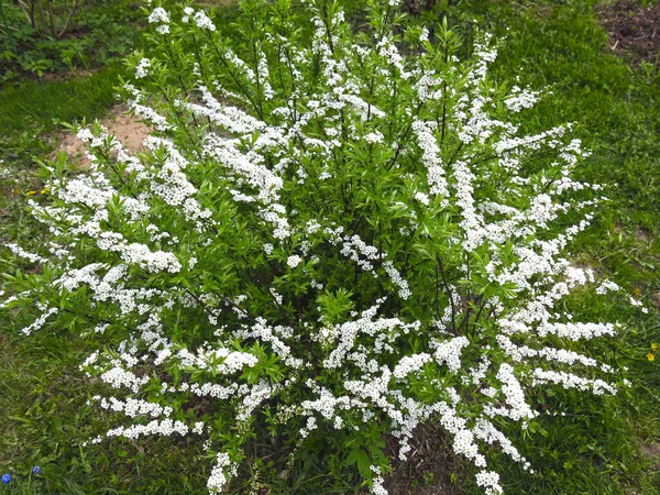 Arbusto Spirea Floresce Jardim Com Pequenas Flores Brancas — Fotografia de Stock