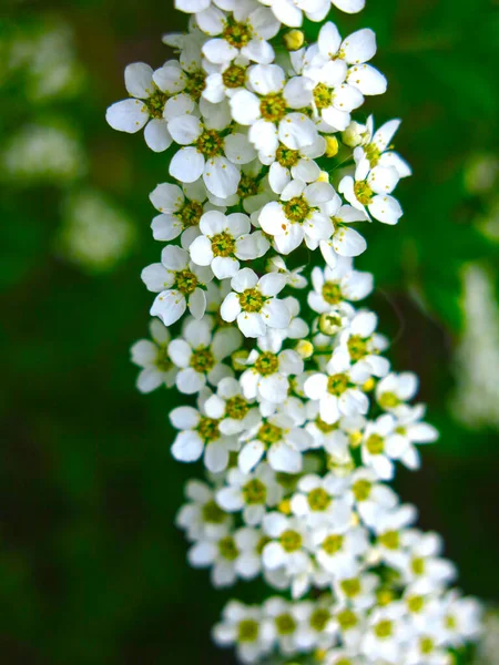 Krzew Spirea Kwitnie Ogrodzie Małymi Białymi Kwiatami — Zdjęcie stockowe
