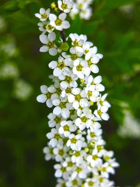 Spiräenstrauch Blüht Garten Mit Kleinen Weißen Blüten — Stockfoto