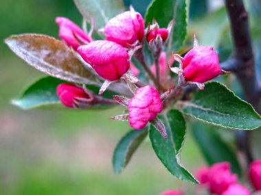 Elma ağacı ilkbaharda pembe çiçeklerle açar.
