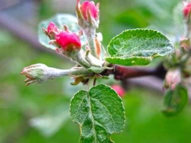 Elma ağacı ilkbaharda pembe çiçeklerle açar.
