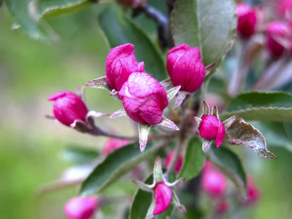 Copacul Mere Înflorește Primăvara Flori Roz — Fotografie, imagine de stoc