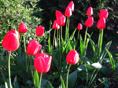 Güzel kırmızı laleler baharda çiçek açar.