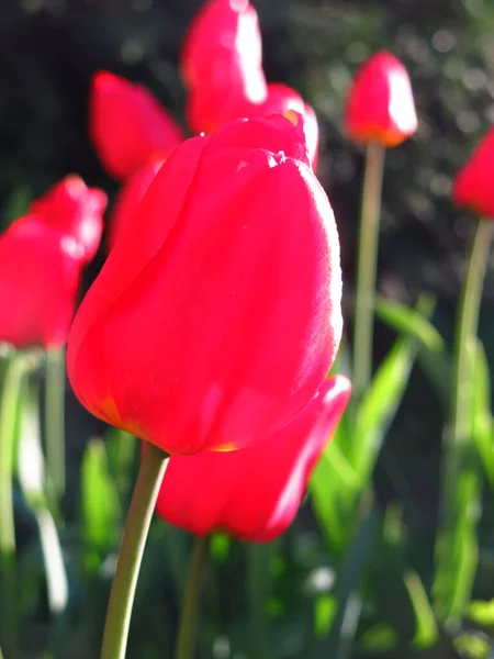 Belles Tulipes Rouges Fleurissent Printemps — Photo