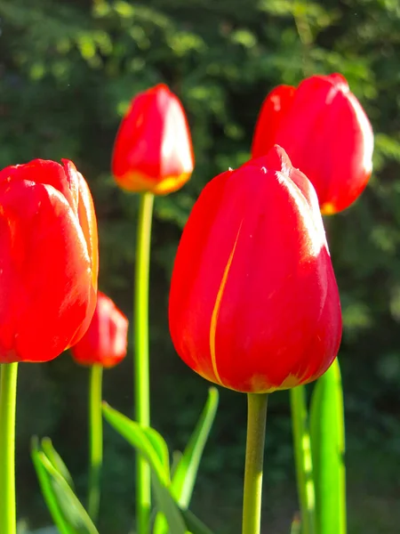 Belles Tulipes Rouges Fleurissent Printemps — Photo