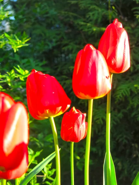 Прекрасные Красные Тюльпаны Цветут Весной — стоковое фото