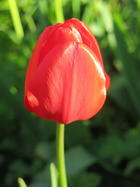 Belles Tulipes Rouges Fleurissent Printemps — Photo