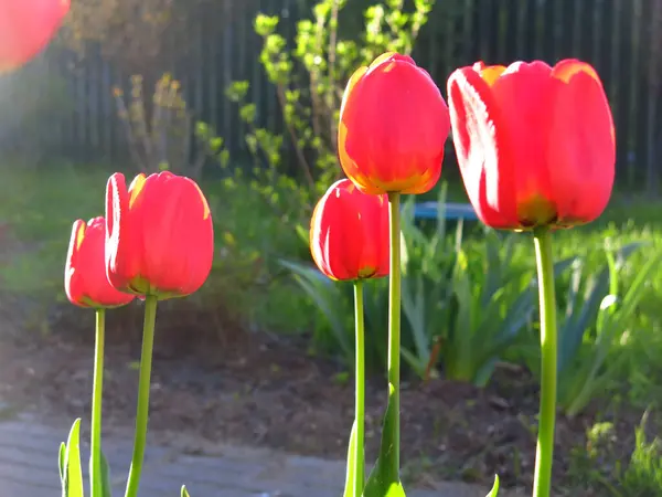 Beautiful Red Tulips Bloom Spring — Stock Photo, Image