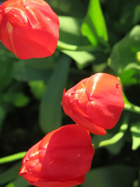 Прекрасные Красные Тюльпаны Цветут Весной — стоковое фото