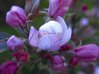 Pembe elma ağacı baharda güzel pembe çiçeklerle açar.