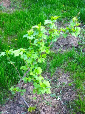 Genç üzümlü çalılar baharda bahçede yetişir.