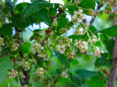 Genç üzümlü çalılar baharda bahçede yetişir.