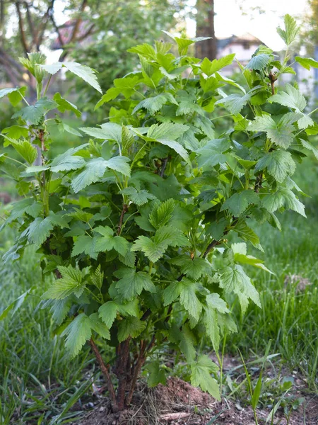 Arbustos Grosella Jóvenes Crecen Primavera Jardín —  Fotos de Stock