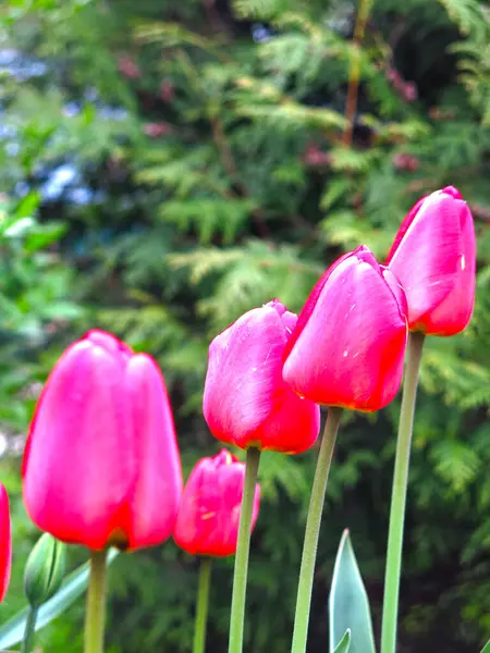 Tulipani Rossi Fioriscono Splendidamente Brillantemente Primavera Nel Giardino — Foto Stock