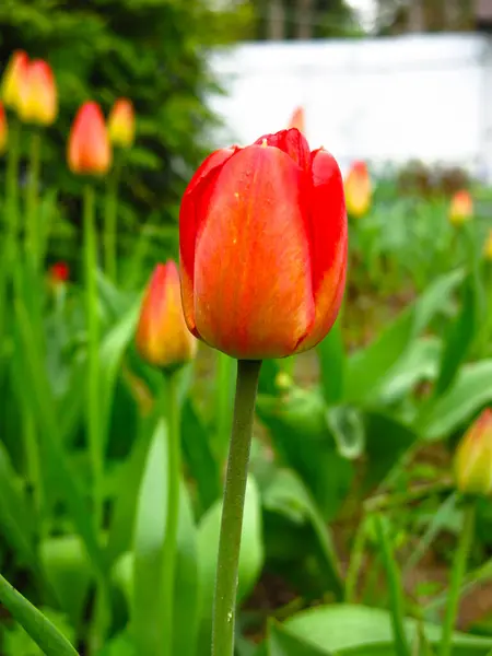 Tulipes Rouges Fleurissent Magnifiquement Brillamment Printemps Dans Jardin — Photo