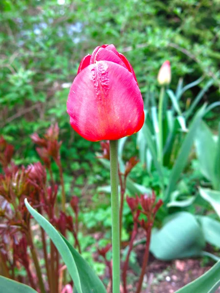 Czerwone Tulipany Kwitną Pięknie Jasno Wiosną Ogrodzie — Zdjęcie stockowe