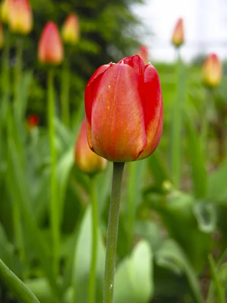 Tulipani Rossi Fioriscono Splendidamente Brillantemente Primavera Nel Giardino — Foto Stock