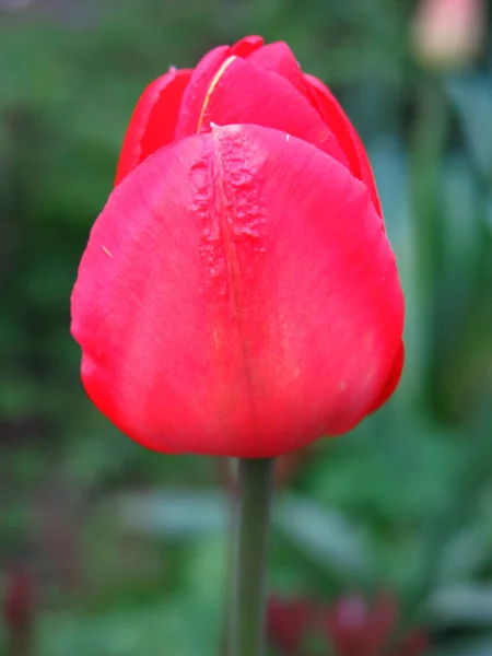 Tulipes Rouges Fleurissent Magnifiquement Brillamment Printemps Dans Jardin — Photo