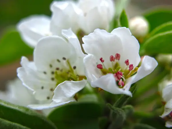 Слива Расцветает Весной Белыми Романтическими Цветами — стоковое фото