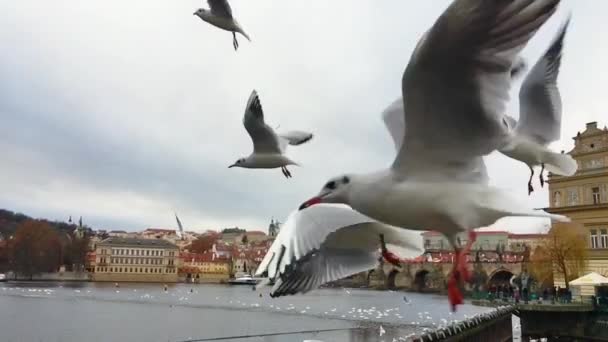 Κοντινό πλάνο πουλιά σίτιση στον αέρα σε αργή κίνηση: Πράγα, Τσεχική Δημοκρατία, — Αρχείο Βίντεο
