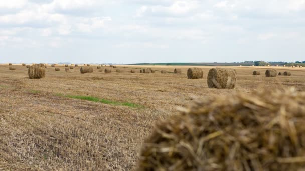 Straw bales in summer — Stock Video