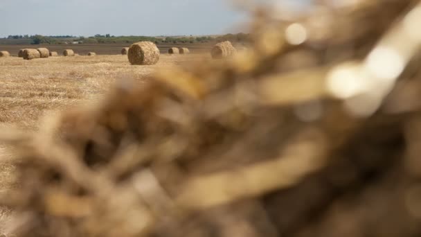 Hay bail harvesting in golden field landscape — Stock Video