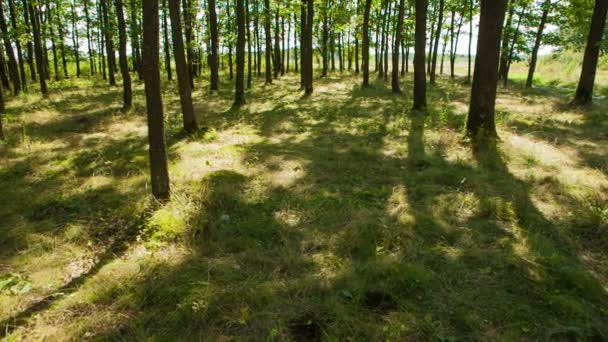 Luz del sol en el bosque. — Vídeos de Stock