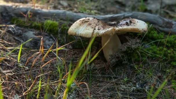 Stollenbewegung: Morgensonne und wilde Pilze hautnah — Stockvideo