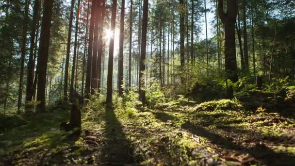Dolly ruchu: Światło słoneczne promienie w lesie — Wideo stockowe