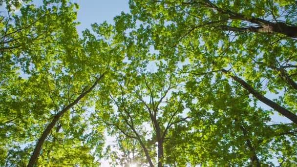 绿色的橡树叶子，明亮的太阳 — 图库视频影像