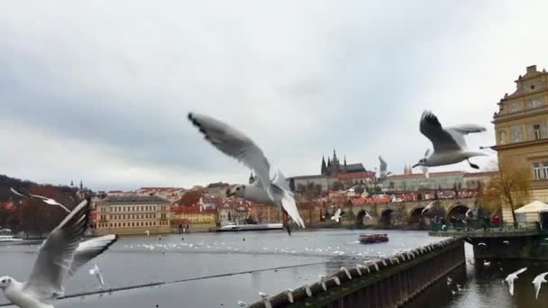 Meeuwen in Praag - slow motion — Stockvideo