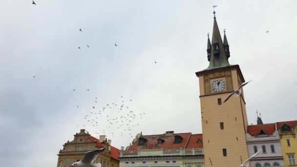 Meeuwen vliegen op een achtergrond van Europese stad, Praag — Stockvideo