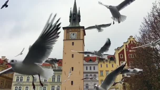 一群海鸥在白色背景的布拉格的老房子。关闭. — 图库视频影像