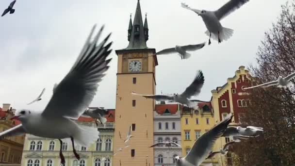 Una bandada de gaviotas sobre un fondo blanco casas antiguas de Praga. De cerca. . — Vídeos de Stock