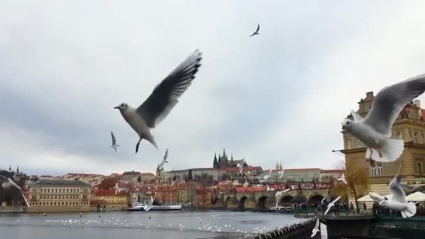 Um bando de gaivotas brancas na antiga Praga perto da Ponte Charles - câmera lenta — Vídeo de Stock