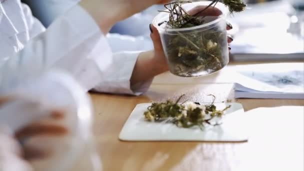 Biologists review of dry leaves of medicinal plants in the pharmaceutical industry — Stock Video