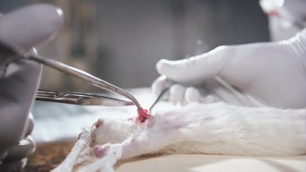 Обрізати руки, що працюють мишкою — стокове відео