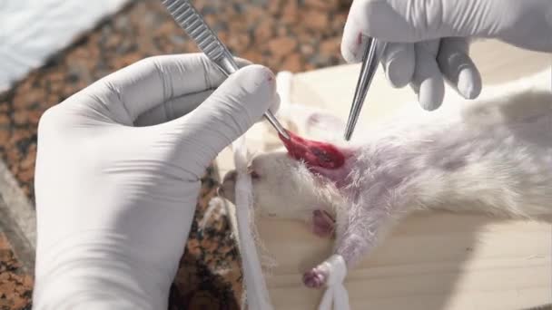 Mouse operando com ferramentas cirúrgicas . — Vídeo de Stock