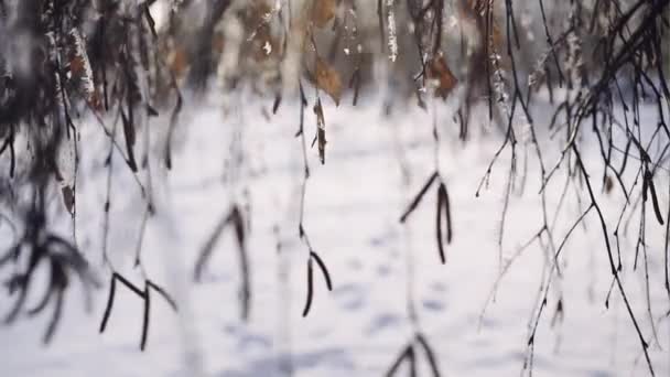 Nieve en las ramas de un árbol — Vídeos de Stock