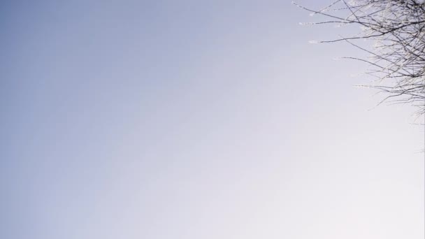 Детали замерзшего дерева и голубое небо зимнего сезона фон - копировать пространство — стоковое видео