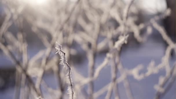 Ramas de árboles helados de cerca a la luz del sol — Vídeos de Stock